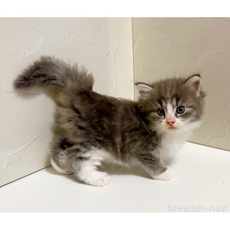 販売中の東京都のサイベリアン-130881の5枚目