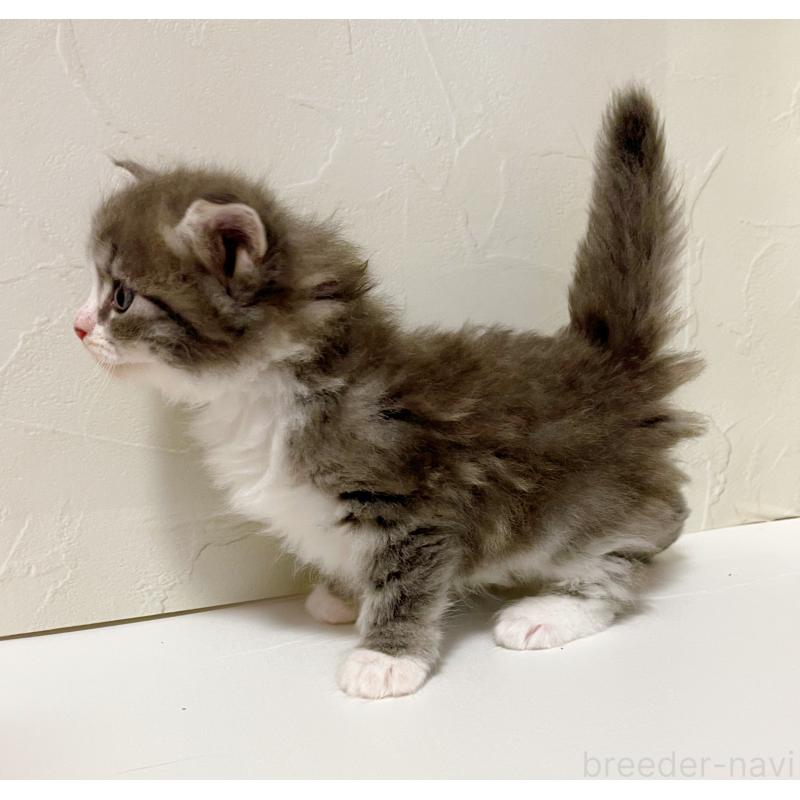 販売中の東京都のサイベリアン-130881の4枚目