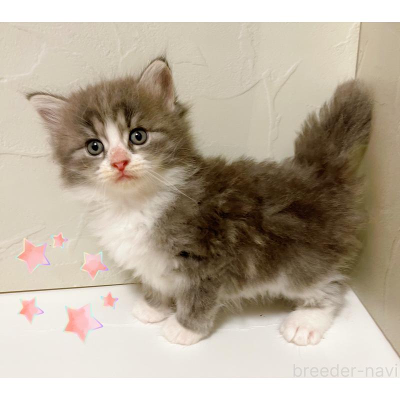 販売中の東京都のサイベリアン-130881の3枚目