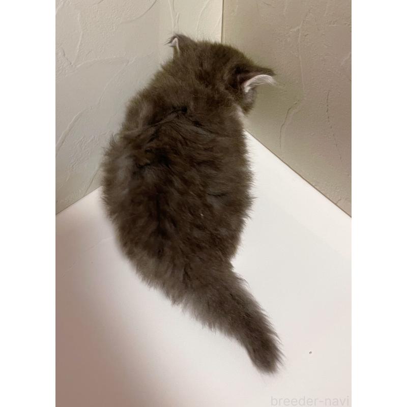 販売中の東京都のサイベリアン-130881の2枚目