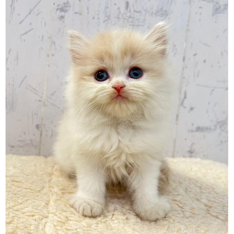 販売中の千葉県のスコティッシュフォールド-130882の6枚目