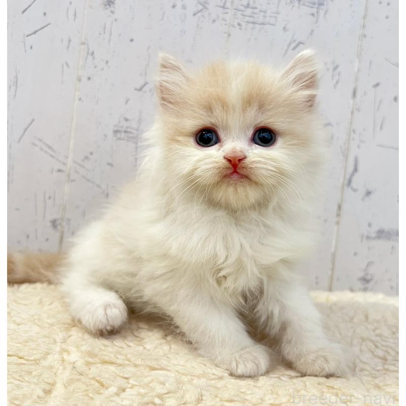 販売中の千葉県のスコティッシュフォールド-130882の5枚目