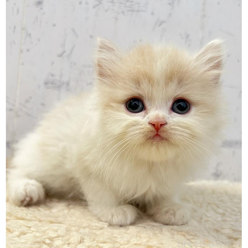 販売中の千葉県のスコティッシュフォールド-130882の4枚目