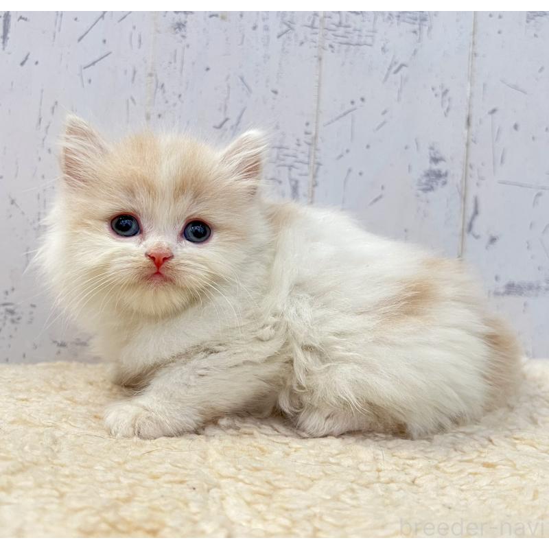 販売中の千葉県のスコティッシュフォールド-130882の3枚目