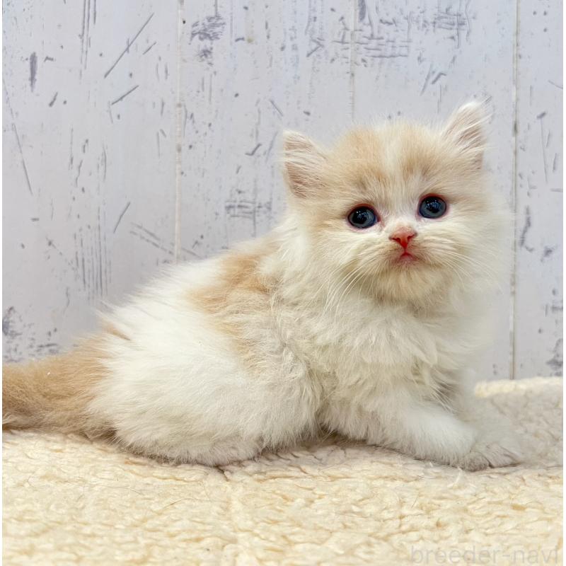 販売中の千葉県のスコティッシュフォールド-130882の2枚目