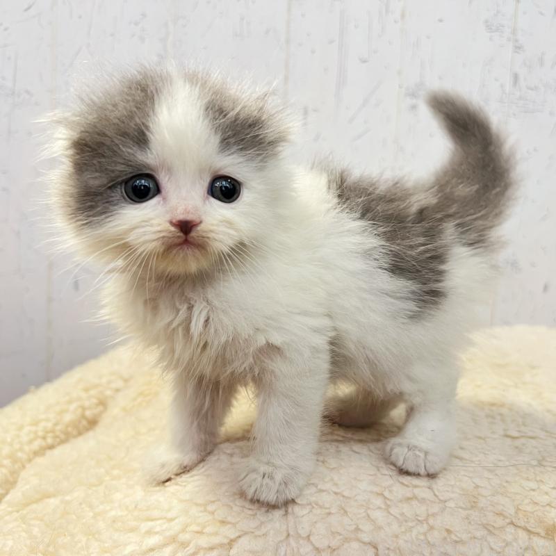 販売中の千葉県のスコティッシュフォールド-130883の1枚目