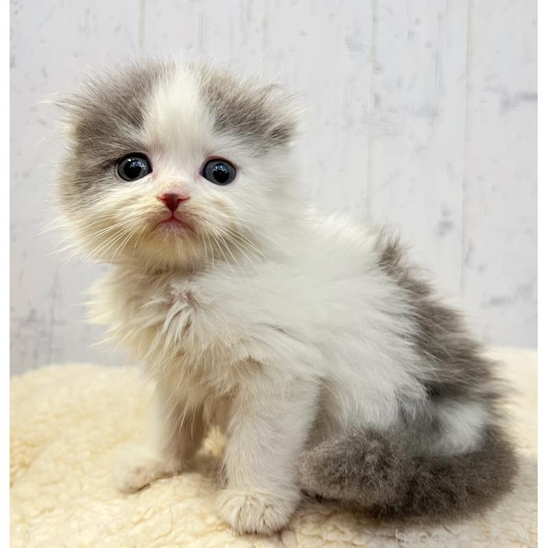 販売中の千葉県のスコティッシュフォールド-130883の5枚目