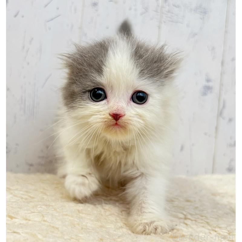 販売中の千葉県のスコティッシュフォールド-130883の4枚目