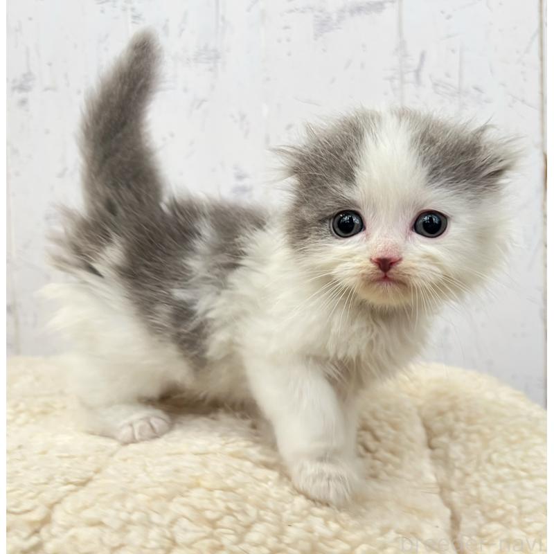 販売中の千葉県のスコティッシュフォールド-130883の3枚目