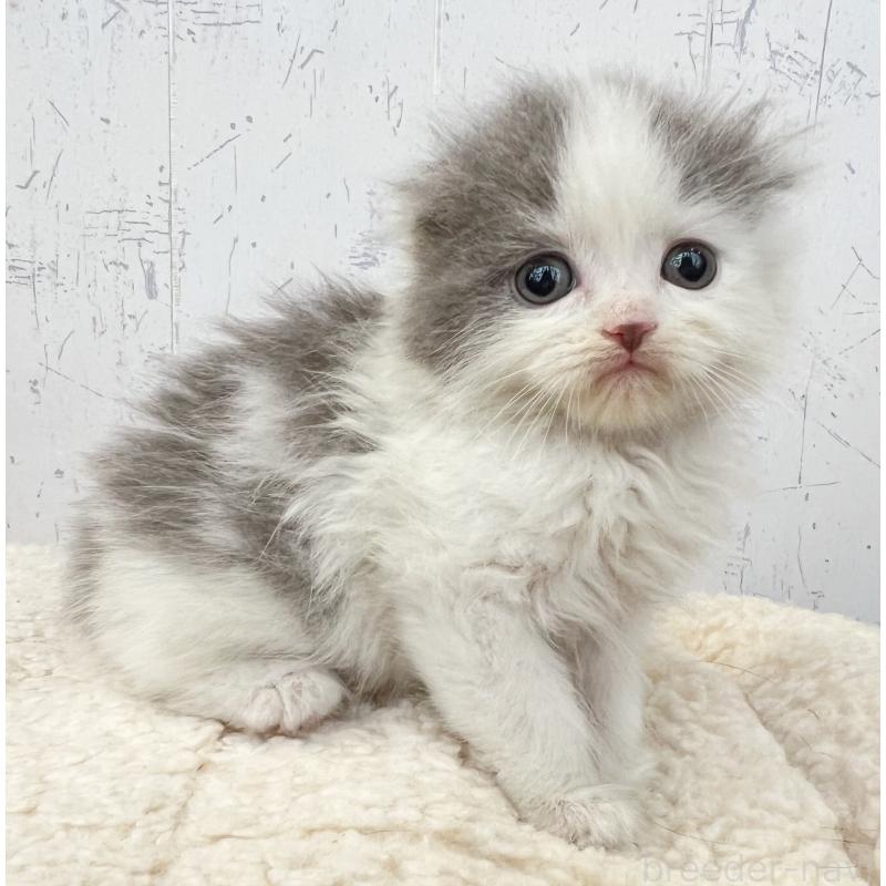 販売中の千葉県のスコティッシュフォールド-130883の2枚目