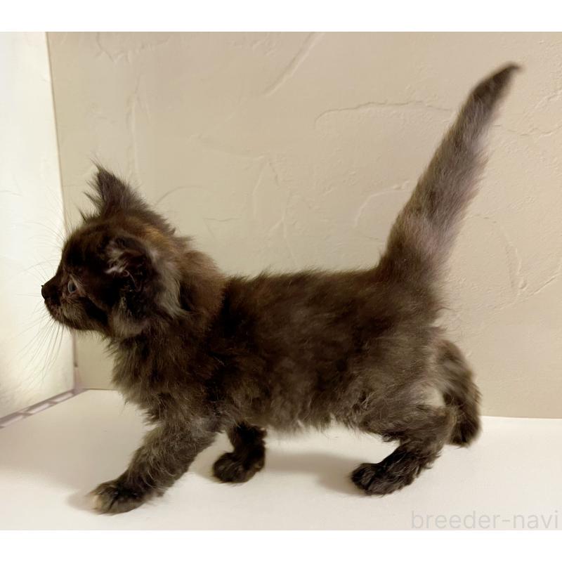 販売中の東京都のサイベリアン-130884の5枚目