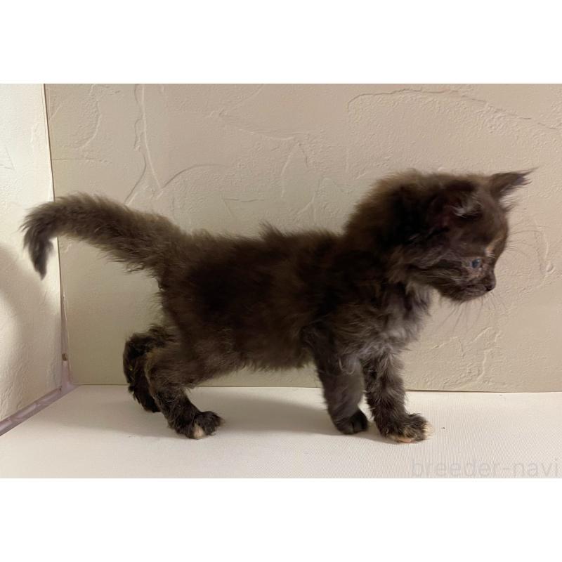 販売中の東京都のサイベリアン-130884の4枚目