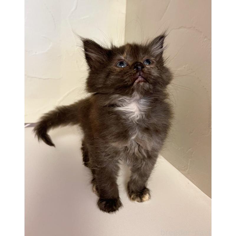 販売中の東京都のサイベリアン-130884の3枚目