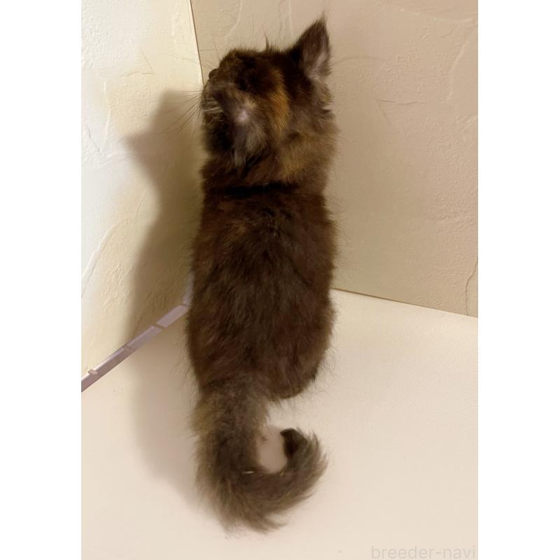 販売中の東京都のサイベリアン-130884の2枚目