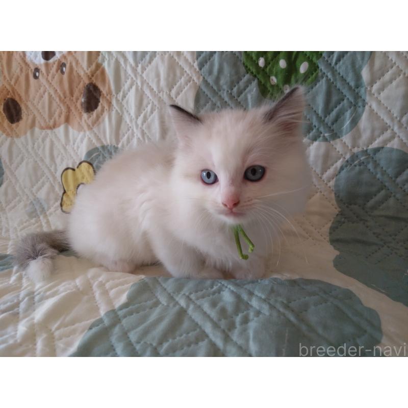 販売中の千葉県のラグドール-130885の6枚目