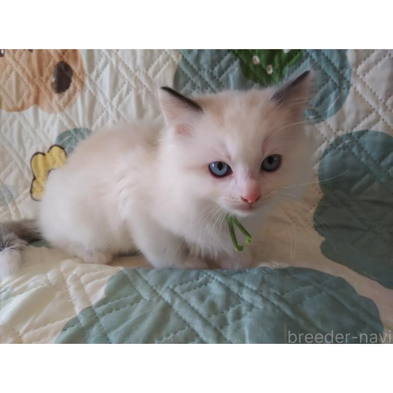 販売中の千葉県のラグドール-130885の5枚目