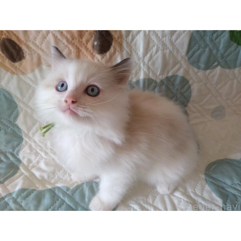 販売中の千葉県のラグドール-130885の3枚目