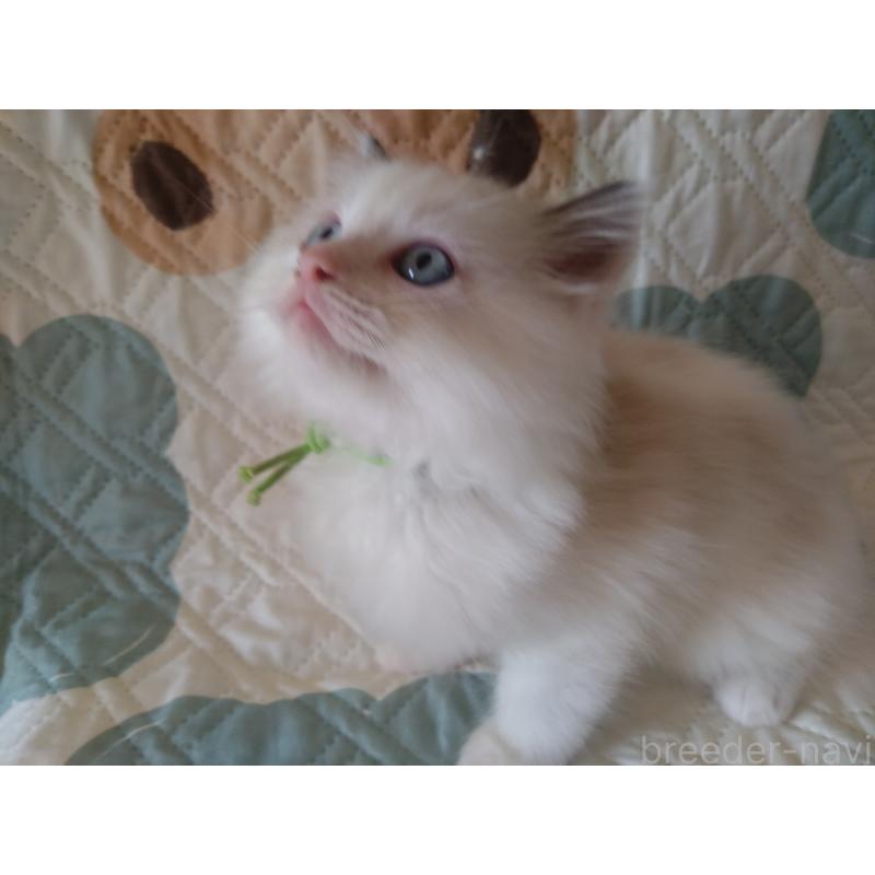 販売中の千葉県のラグドール-130885の2枚目