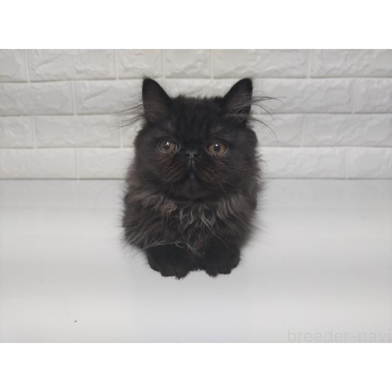 販売中の静岡県のエキゾチックショートヘア-125023の9枚目