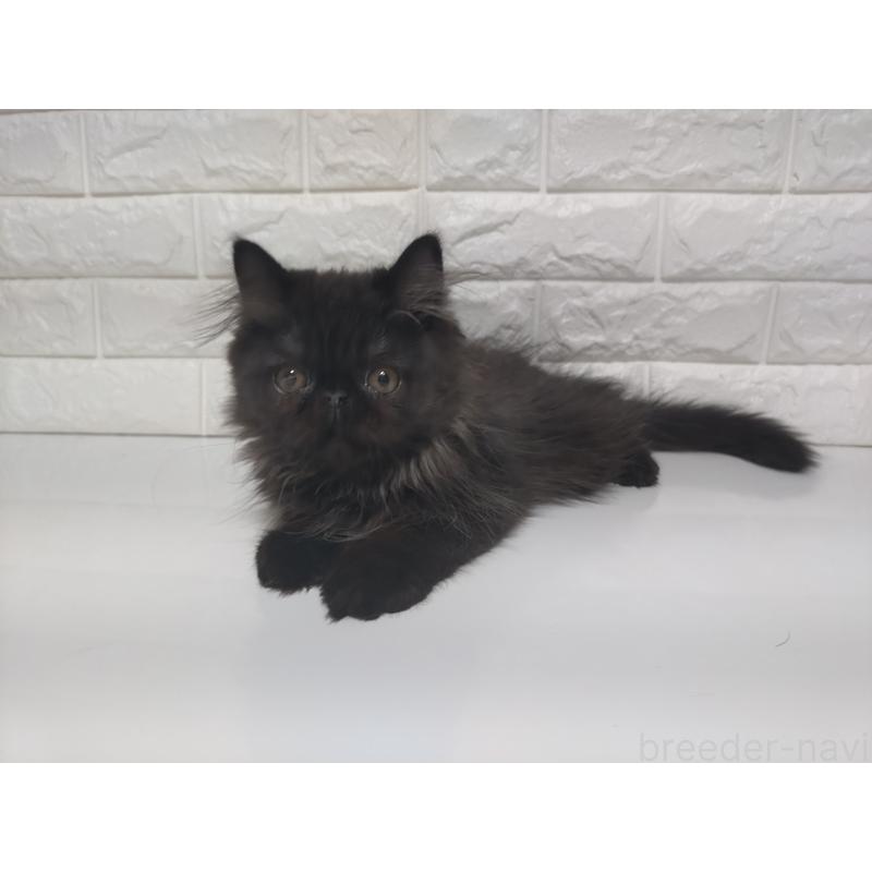 販売中の静岡県のエキゾチックショートヘア-125023の8枚目