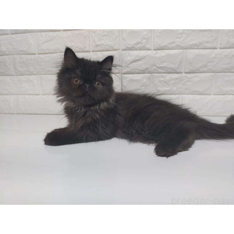 販売中の静岡県のエキゾチックショートヘア-125023の7枚目