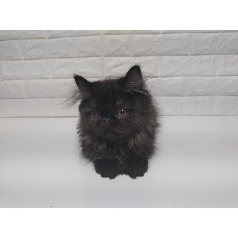 販売中の静岡県のエキゾチックショートヘア-125023の6枚目