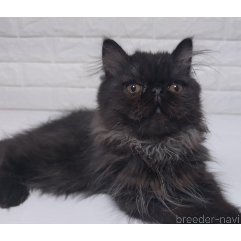 販売中の静岡県のエキゾチックショートヘア-125023の5枚目