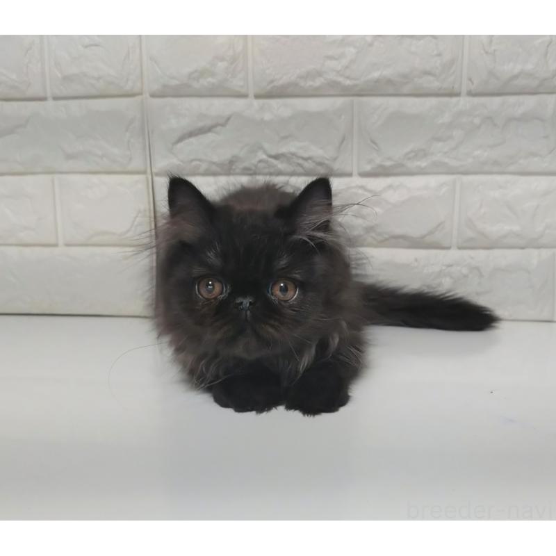 販売中の静岡県のエキゾチックショートヘア-125023の4枚目