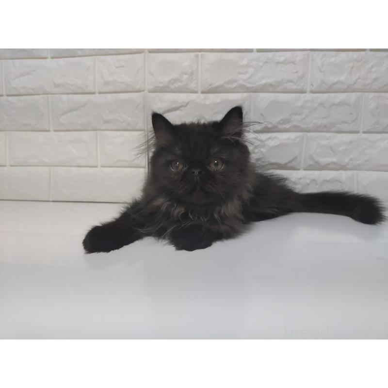 販売中の静岡県のエキゾチックショートヘア-125023の3枚目