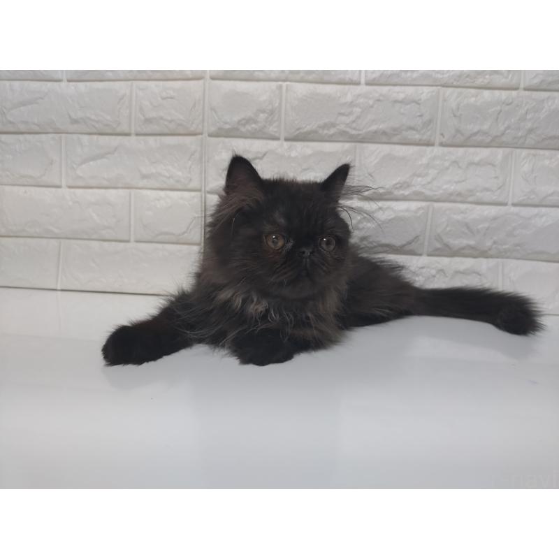 販売中の静岡県のエキゾチックショートヘア-125023の2枚目