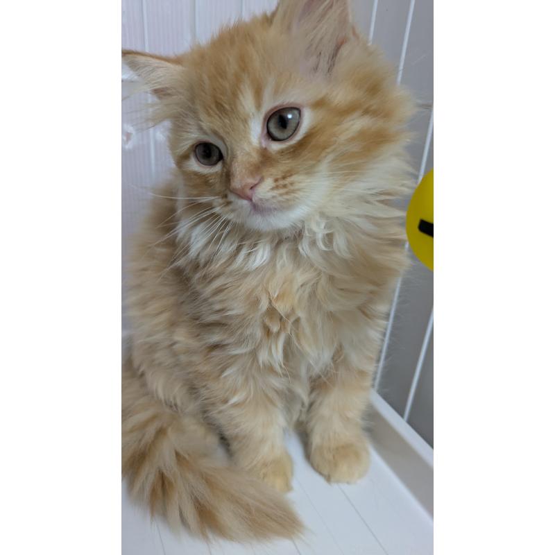 販売中の大阪府のミヌエット-128995の5枚目