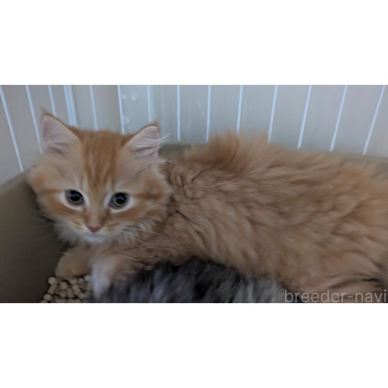 販売中の大阪府のミヌエット-128995