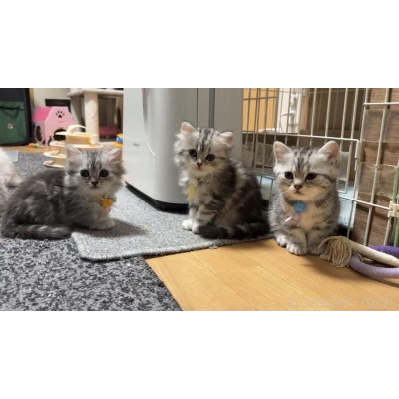 成約済の愛知県のミヌエット-130663の2枚目