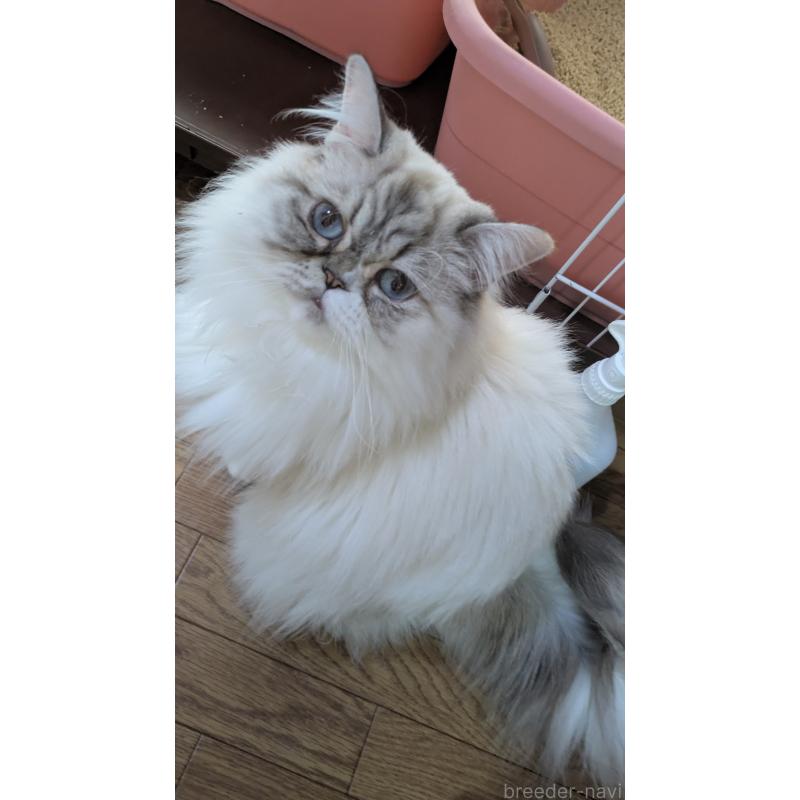 販売中ののミヌエット-81309