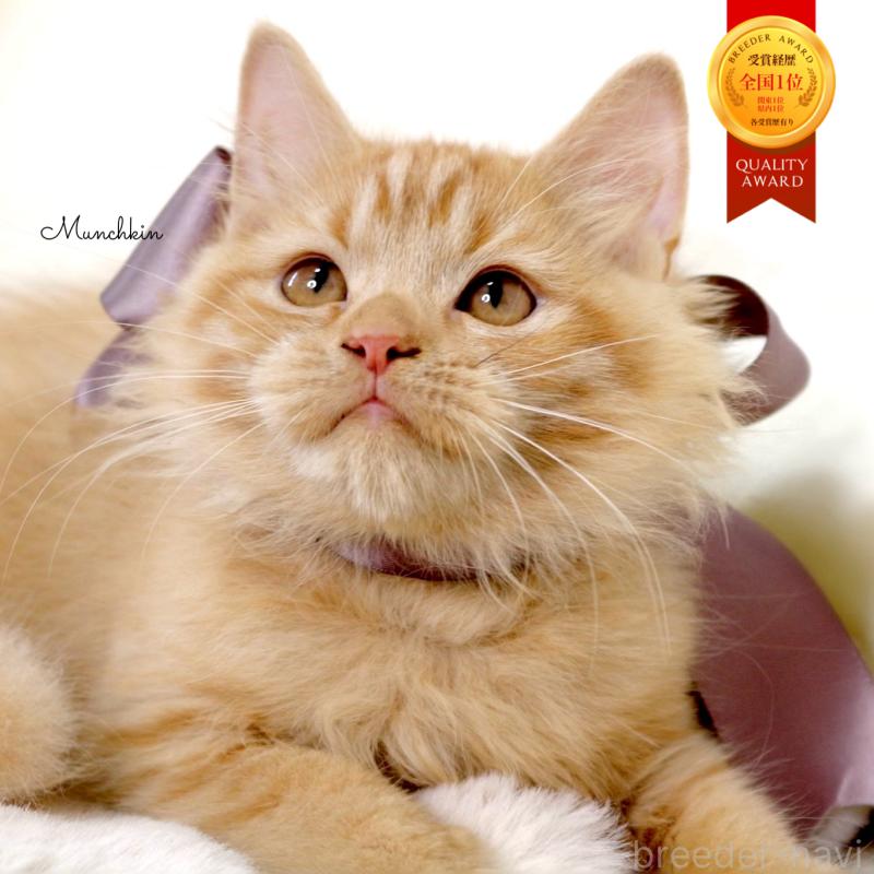 販売中の栃木県のマンチカン-127027