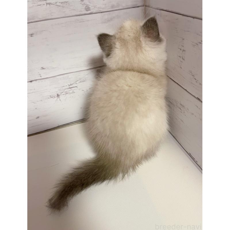 販売中の東京都のエキゾチックショートヘア-130886の5枚目