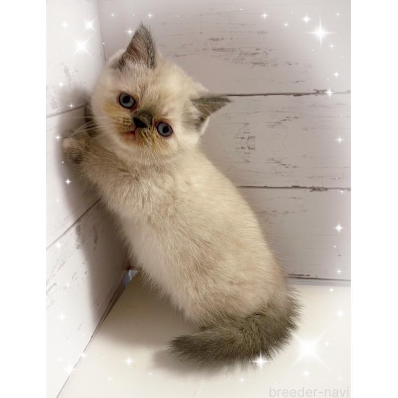 販売中の東京都のエキゾチックショートヘア-130886の4枚目