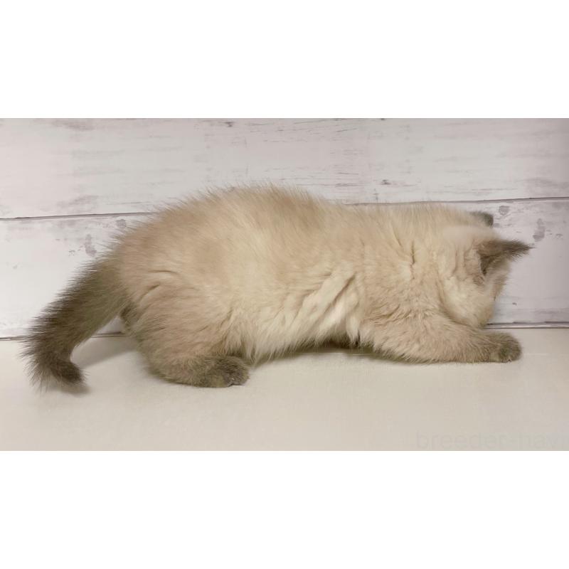 販売中の東京都のエキゾチックショートヘア-130886の3枚目