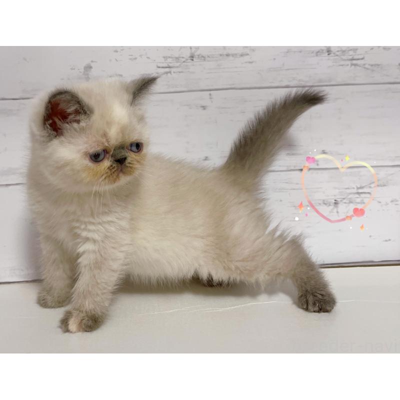 販売中の東京都のエキゾチックショートヘア-130886の2枚目