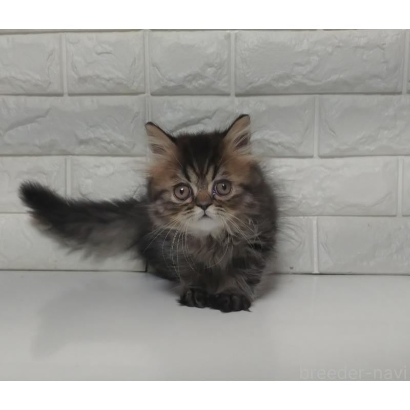 販売中の静岡県のエキゾチックショートヘア-127841の9枚目