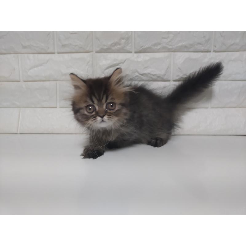 販売中の静岡県のエキゾチックショートヘア-127841の8枚目