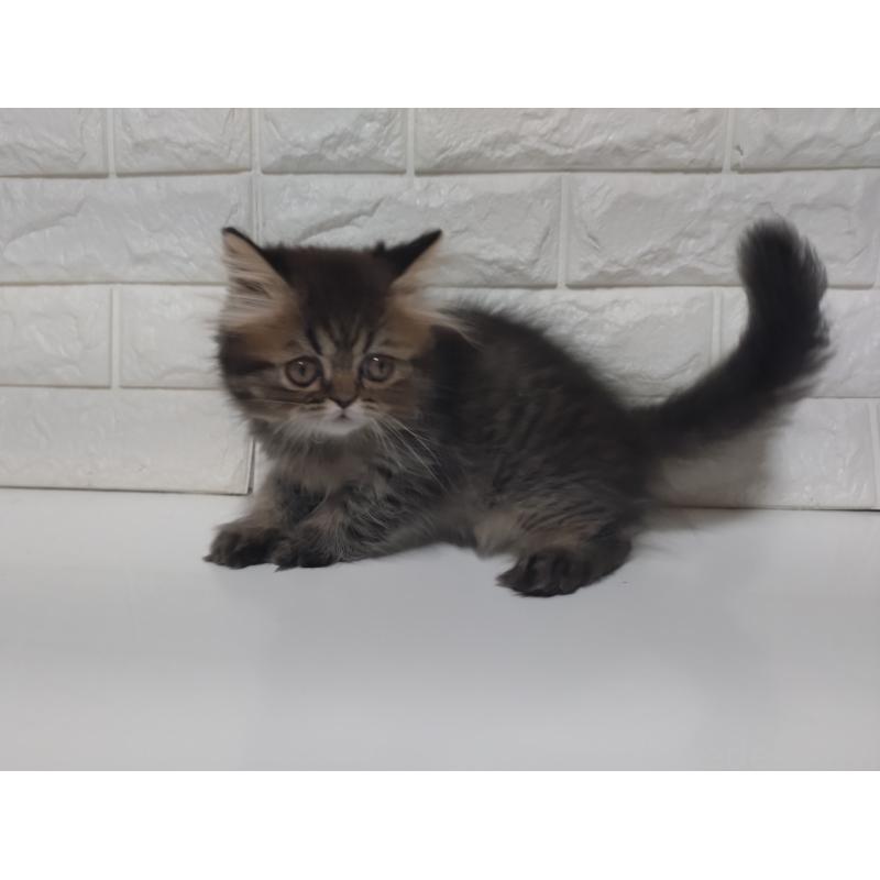 販売中の静岡県のエキゾチックショートヘア-127841の6枚目