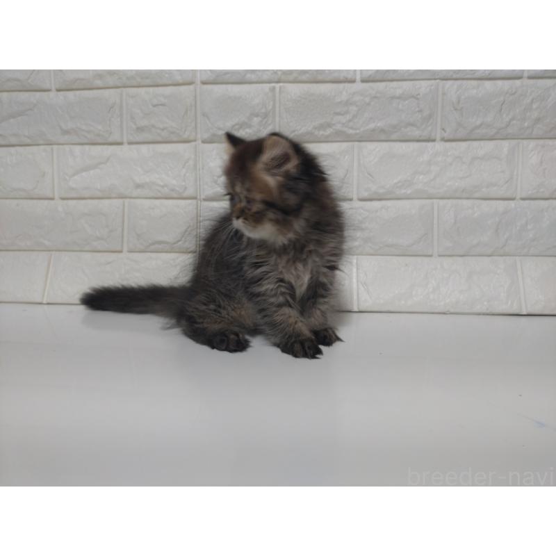 販売中の静岡県のエキゾチックショートヘア-127841の5枚目