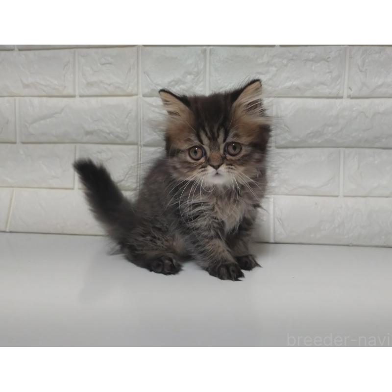 販売中の静岡県のエキゾチックショートヘア-127841の3枚目