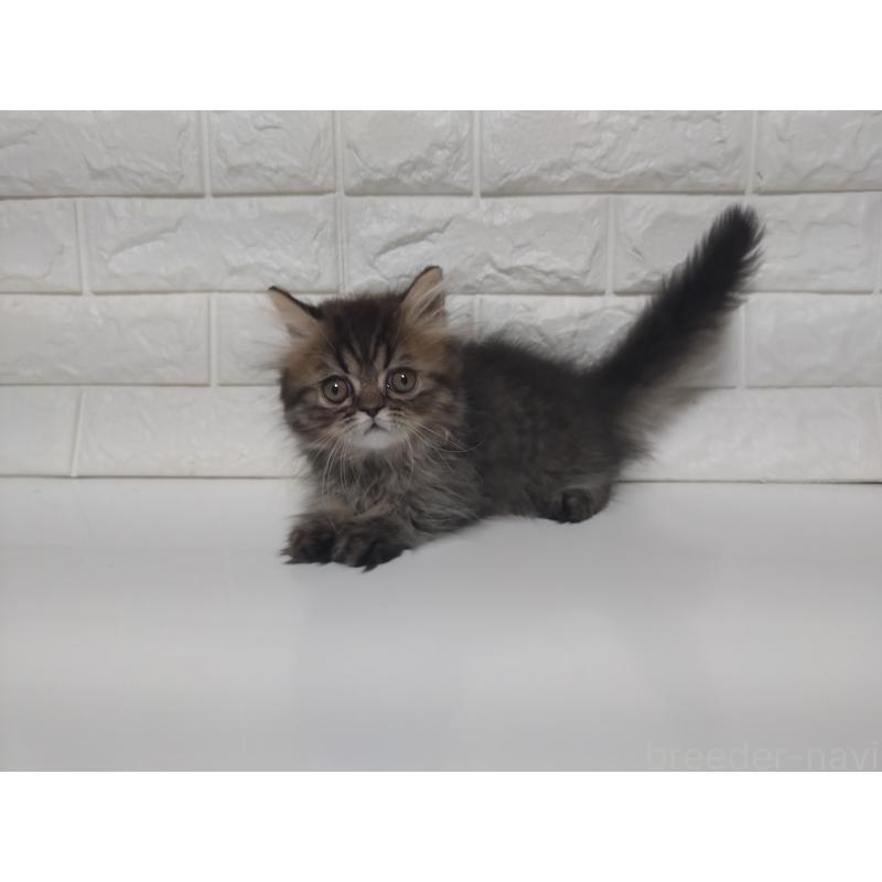 販売中の静岡県のエキゾチックショートヘア-127841の2枚目