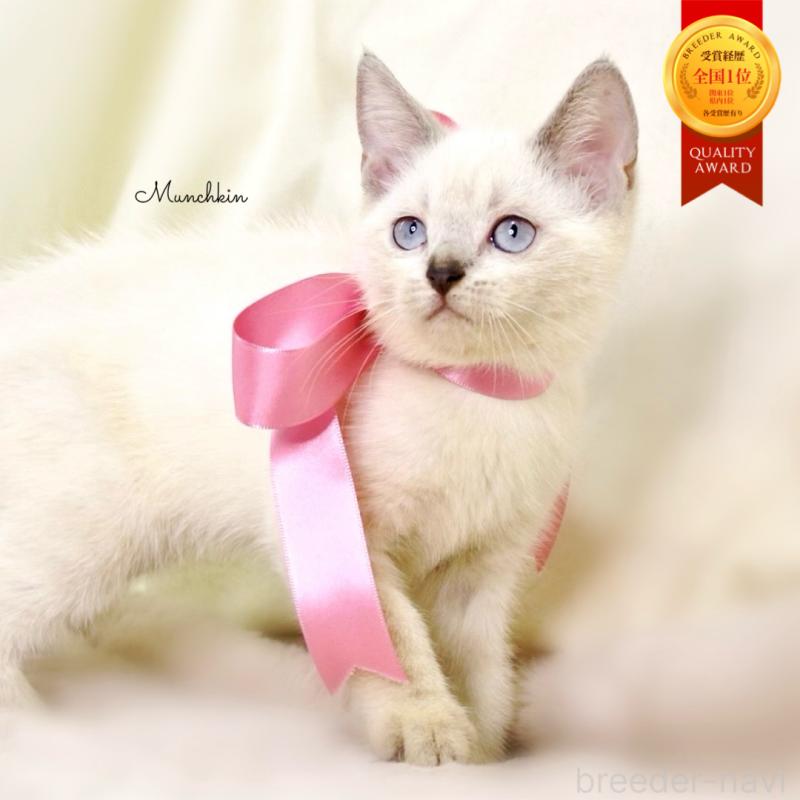 販売中の栃木県のマンチカン-128959