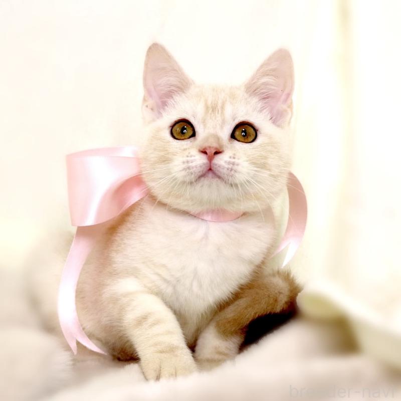 販売中の栃木県のマンチカン-130648