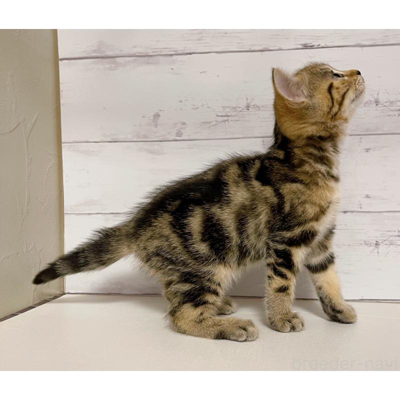 販売中の東京都のジェネッタ-130887の6枚目