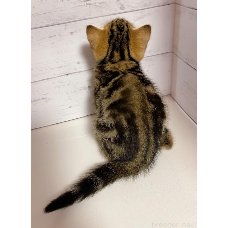 販売中の東京都のジェネッタ-130887の5枚目