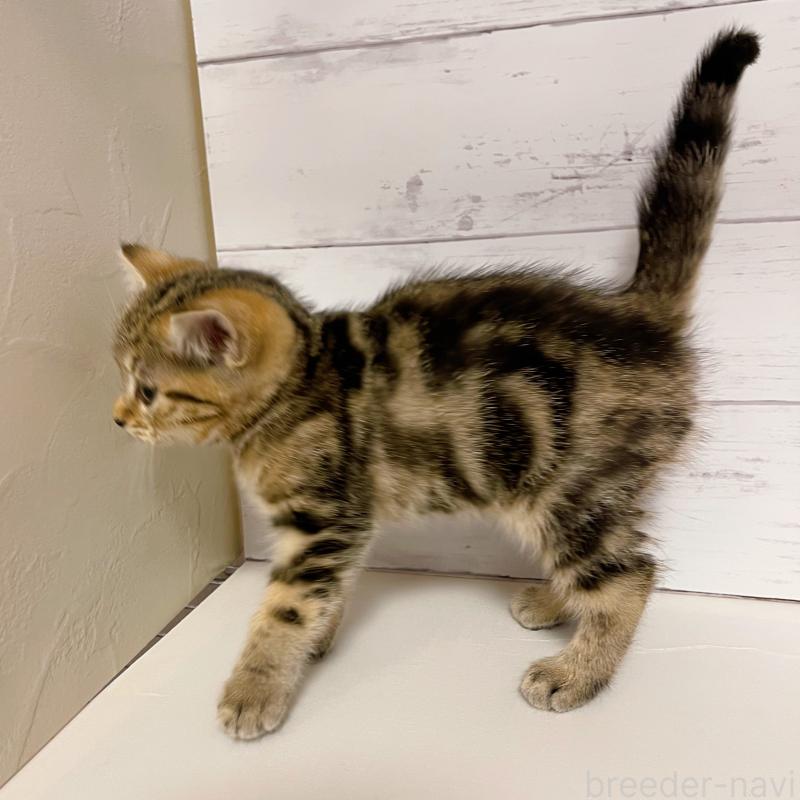 販売中の東京都のジェネッタ-130887の4枚目